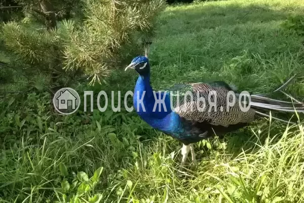 Частный сектор «Живой Родник», Пшада