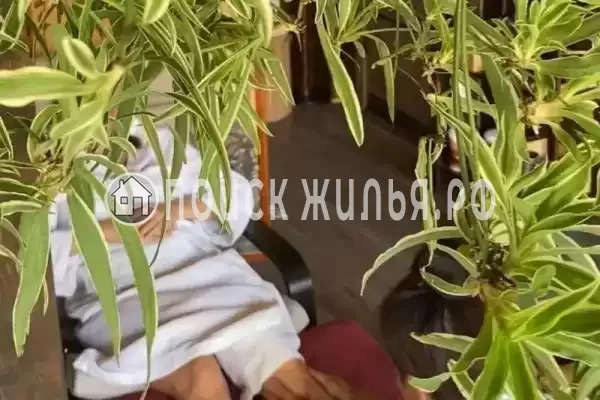 «Сатори», Береговое