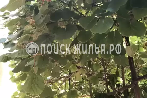 Частный сектор «Летний», Адлер Частный сектор «Летний», Адлер