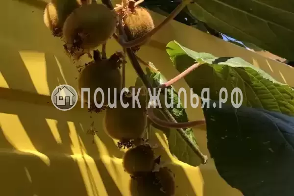 Частный сектор «Летний», Адлер Частный сектор «Летний», Адлер