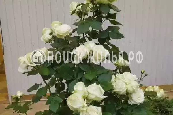 «Белая дача», Витязево