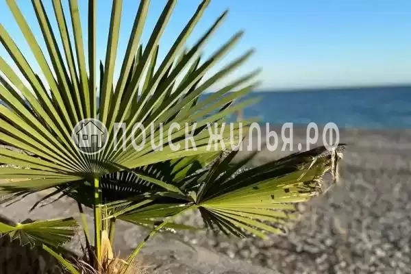 Гостиница «Саучи», Цандрипш