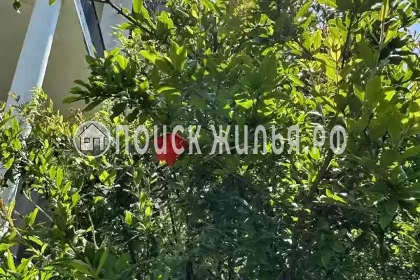 «Две столицы», Новомихайловский