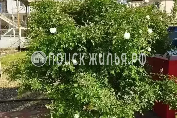 «У аделины», Лермонтово