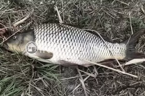 Дом под ключ «Азовские жемчужины», Голубицкая