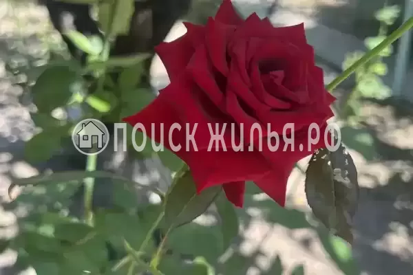 Частный сектор «Тихий уголок», Криница