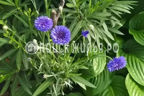 Дом под ключ «Криница», Бетта