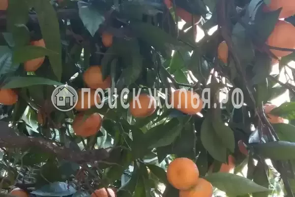 Частный сектор «Частный дом Уютный дом у моря», Новый Афон