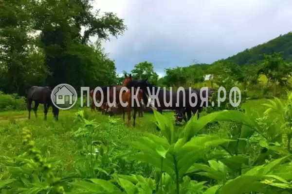 «Эва и Лео», Лоо