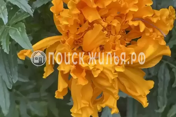 «Альталушта», Алушта