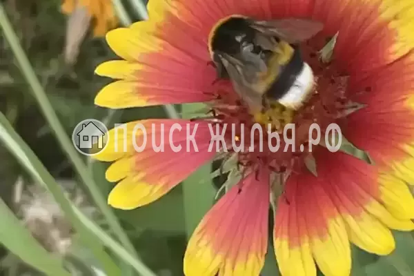 «Альталушта», Алушта