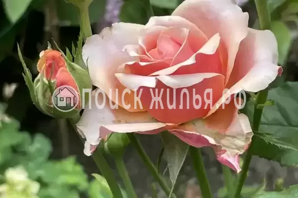 «Альталушта», Алушта