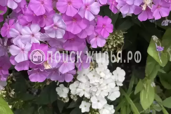 «Альталушта», Алушта