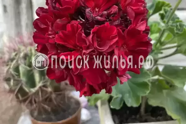 «Альталушта», Алушта