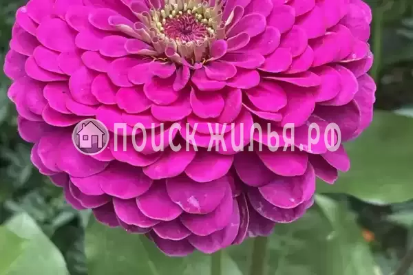 «Альталушта», Алушта