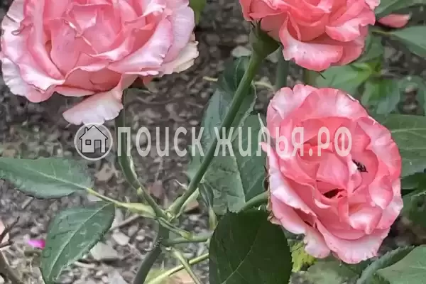 «Альталушта», Алушта