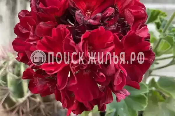 «Альталушта», Алушта