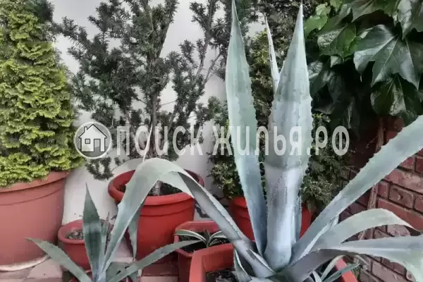 «Ласточкино гнездо», Геленджик