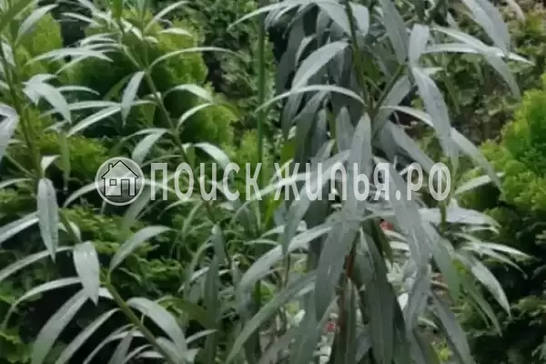 «Ласточкино гнездо», Геленджик