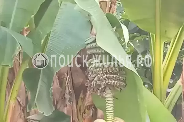 Гостевой дом «У Татьяны», Цандрипш Гостевой дом «У Татьяны», Цандрипш