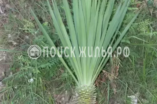 Гостевой дом «У Татьяны», Цандрипш Гостевой дом «У Татьяны», Цандрипш