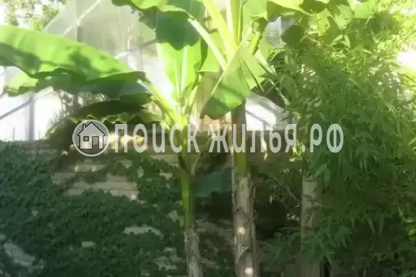 «Милана», Адлер «Милана», Адлер