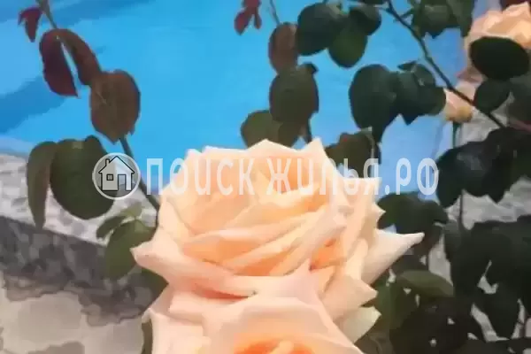 «Алекс», Лазаревское