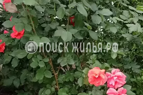 «Семейная», Благовещенская