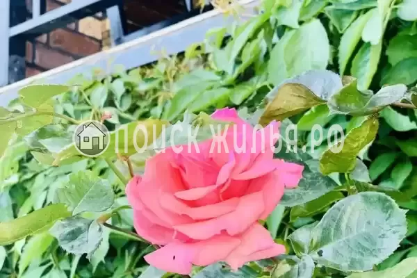 Частный сектор «Villa Holiday», Архипо-Осиповка Частный сектор «Villa Holiday», Архипо-Осиповка