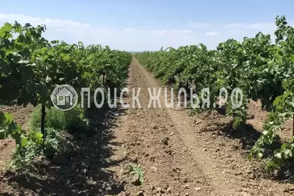 «Фридом», Веселовка «Фридом», Веселовка