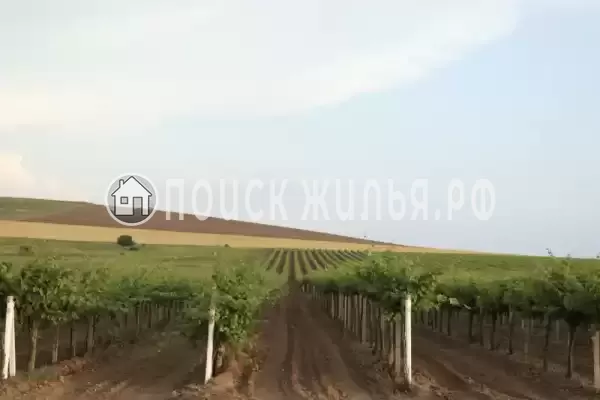 «Фридом», Веселовка «Фридом», Веселовка