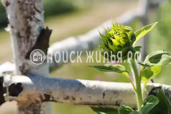 Отель «Подсолнухи», Пирочи