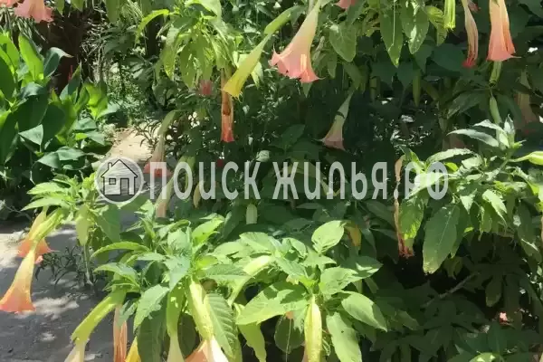 Гостевой дом «У Аси и Альберта», Пицунда