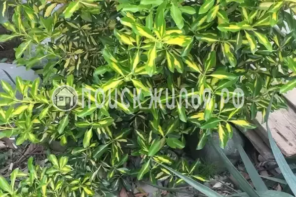 Гостевой дом «У Аси и Альберта», Пицунда