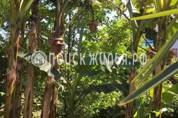 Гостевой дом «У Аси и Альберта», Пицунда