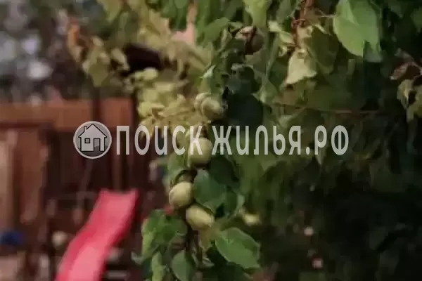 «Солнечная орхидея», Джемете