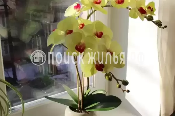 «Солнечная орхидея», Джемете