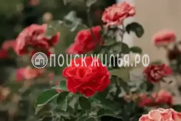 «Солнечная орхидея», Джемете