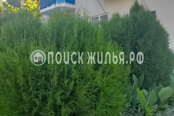 «Семейный», Пляхо