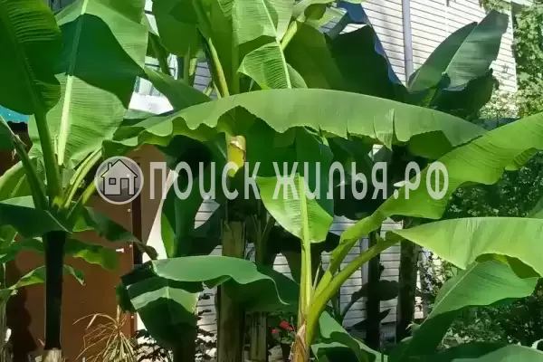 «Орхидея», Вардане