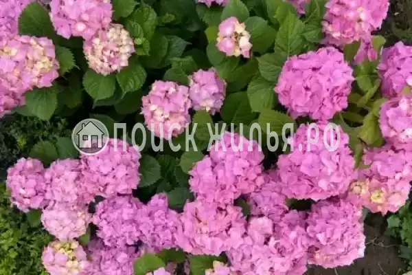 Гостевой дом «Калмаха», Пицунда