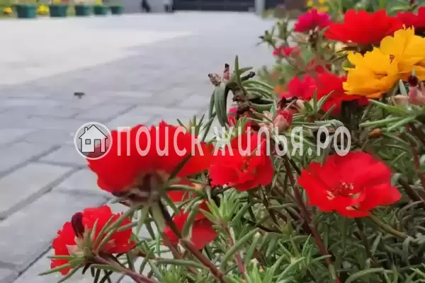 Гостевой дом «У Сюзанны», Цандрипш Гостевой дом «У Сюзанны», Цандрипш