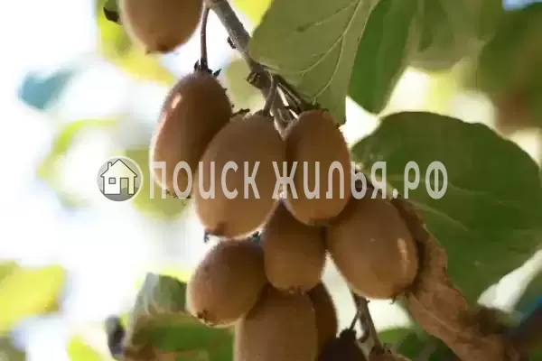 Гостевой дом, с. Хашупсэ, д.улХашупсинская, Цандрипш