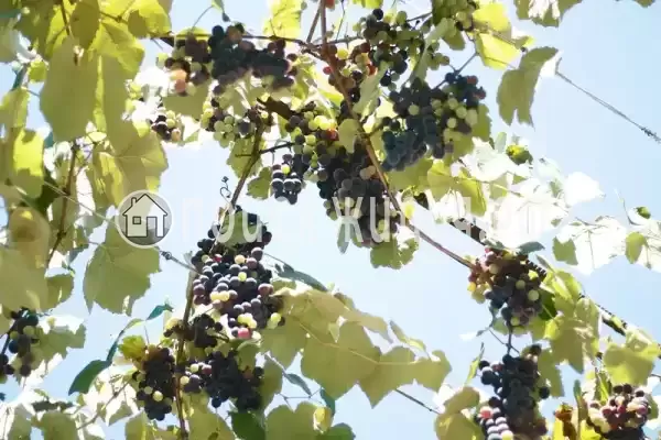 Гостевой дом, с. Хашупсэ, д.улХашупсинская, Цандрипш