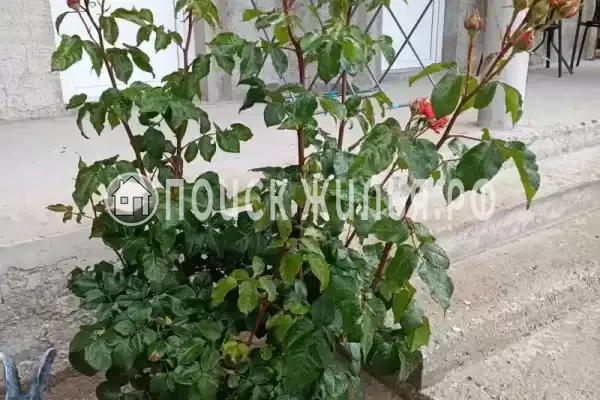 Частный сектор «Частный дом Fiesta», Коктебель Частный сектор «Частный дом Fiesta», Коктебель