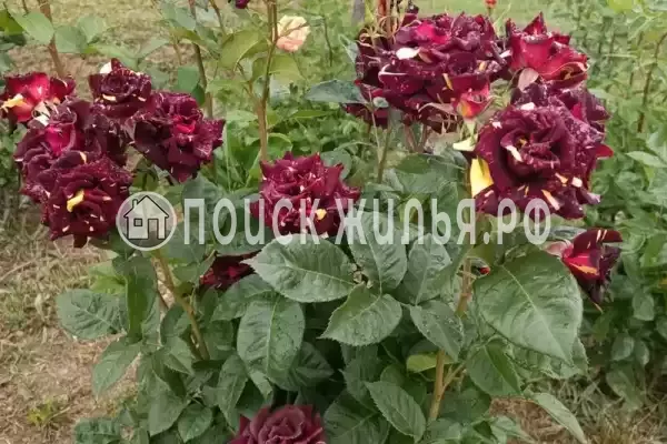 Частный сектор «Частный дом Fiesta», Коктебель Частный сектор «Частный дом Fiesta», Коктебель