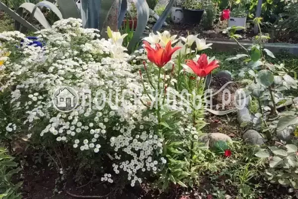 Гостевой дом «Ева», Гагра Гостевой дом «Ева», Гагра