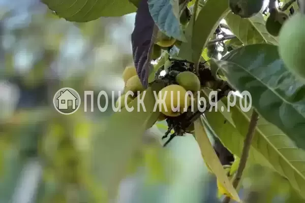 Частный сектор «Коттедж Green Dacha», Гудаута Частный сектор «Коттедж Green Dacha», Гудаута