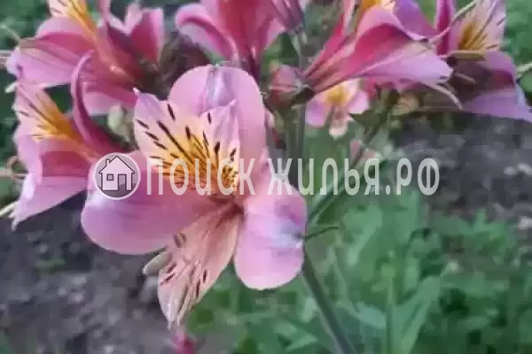 «EdMan», Лоо «EdMan», Лоо