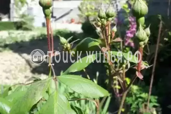 «EdMan», Лоо «EdMan», Лоо